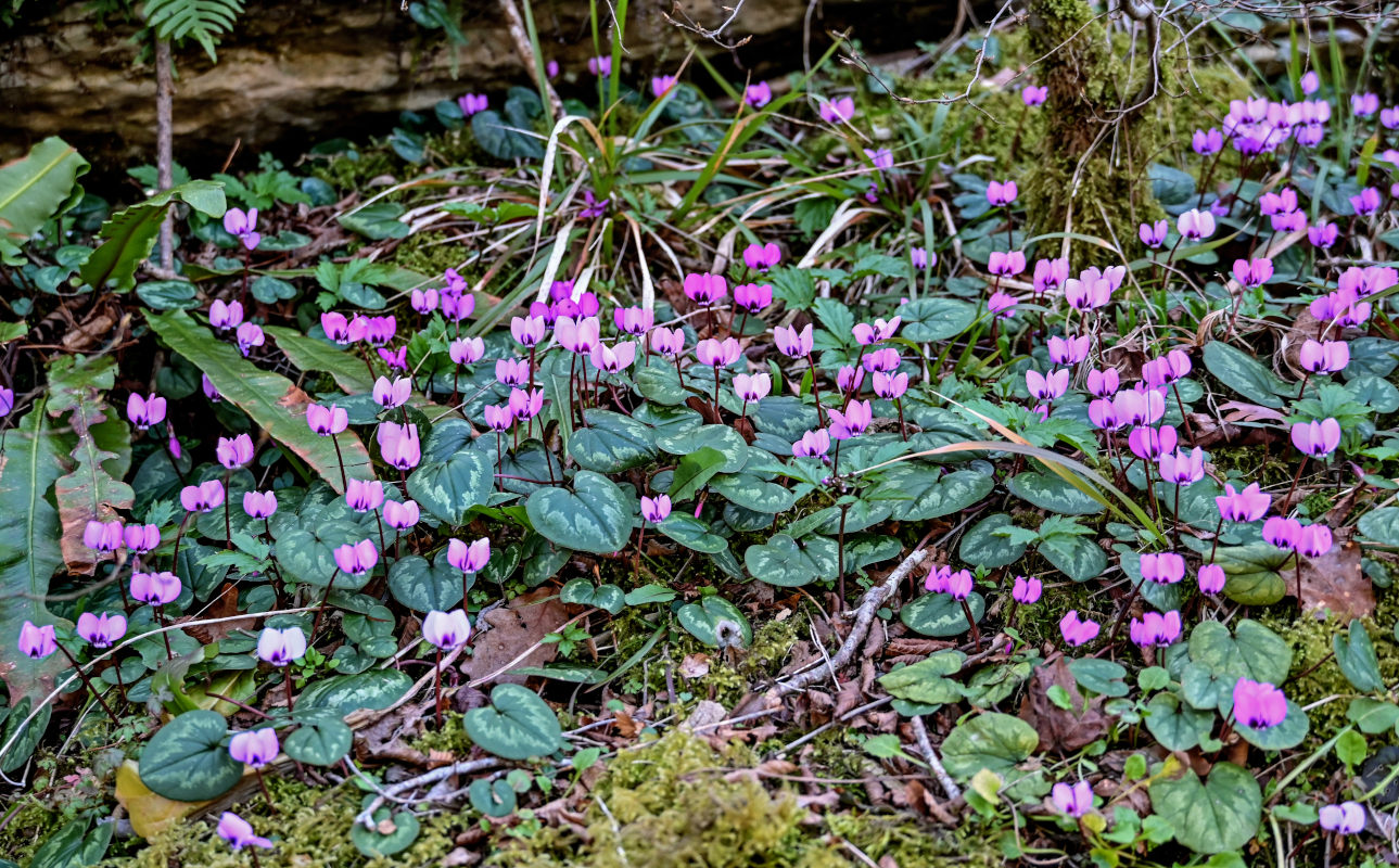 Image of Cyclamen coum specimen.
