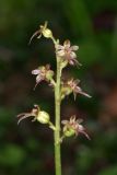 Listera cordata