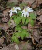 Anemone altaica