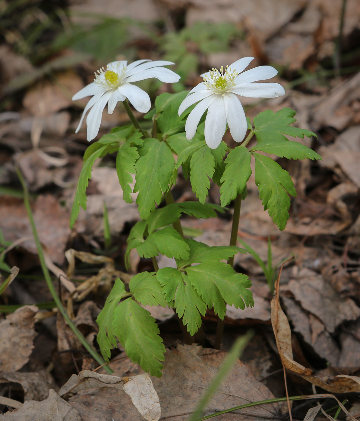 Изображение особи Anemone altaica.