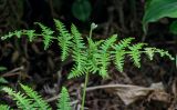 View full-size image Pteridium aquilinum