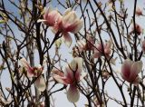 View full-size image Magnolia × soulangeana