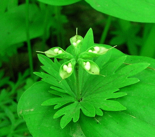 Изображение особи Eranthis stellata.