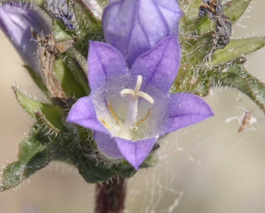 Image of Campanula lingulata specimen.