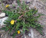 genus Taraxacum. Цветущее растение. Кольский п-ов, Восточный Мурман, пос. Дальние Зеленцы. 18.06.2011.