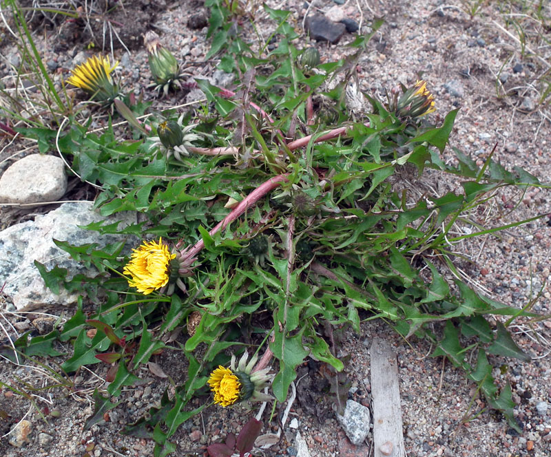 Image of genus Taraxacum specimen.