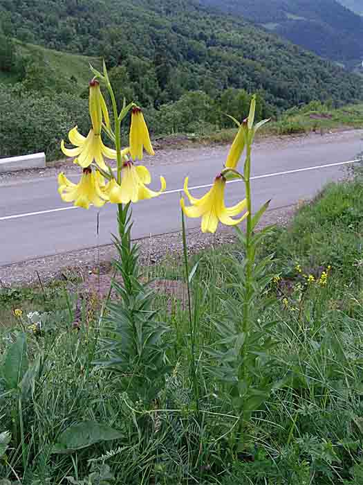 Image of Lilium monadelphum specimen.