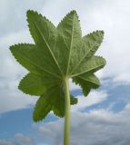 genus Alchemilla. Лист. Кольский полуостров, Восточный Мурман, Дальние Зеленцы, высокий берег в куту бухты Оскара. 13.07.2011.