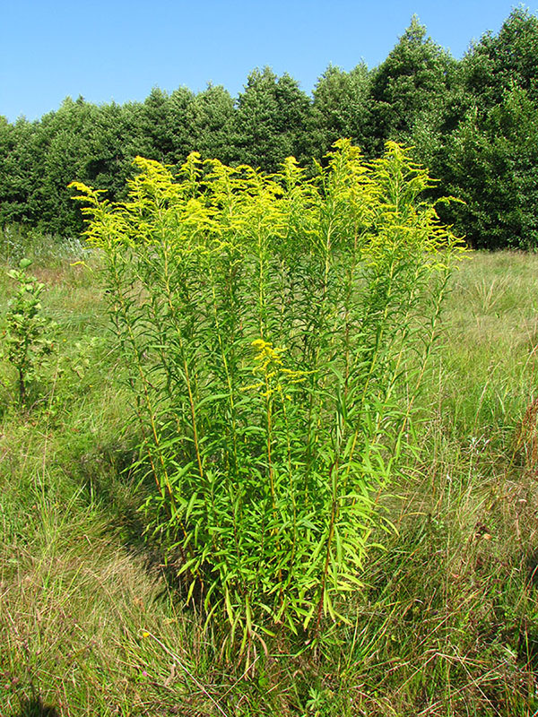 Изображение особи Solidago canadensis.