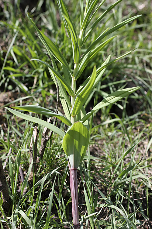 Image of Polygonatum sewerzowii specimen.