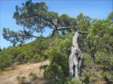 Juniperus excelsa. Старое растение в можжевеловом редколесье (арчёвнике). Черноморское побережье Кавказа, близ мыса Шесхарис, 14 сентября 2008 г.