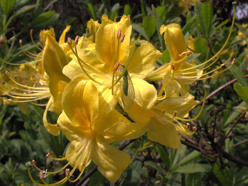 Image of Rhododendron luteum specimen.