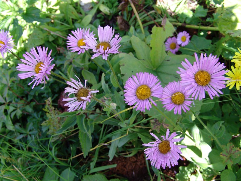 Image of Erigeron venustus specimen.