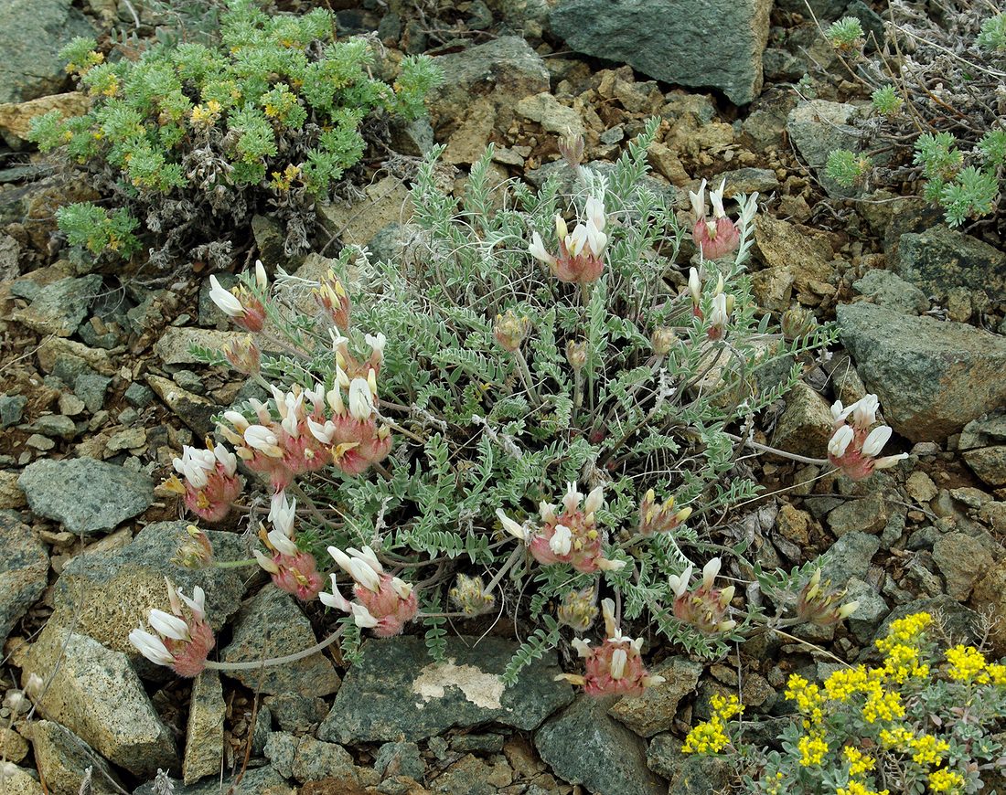 Image of Astragalus arkalycensis specimen.