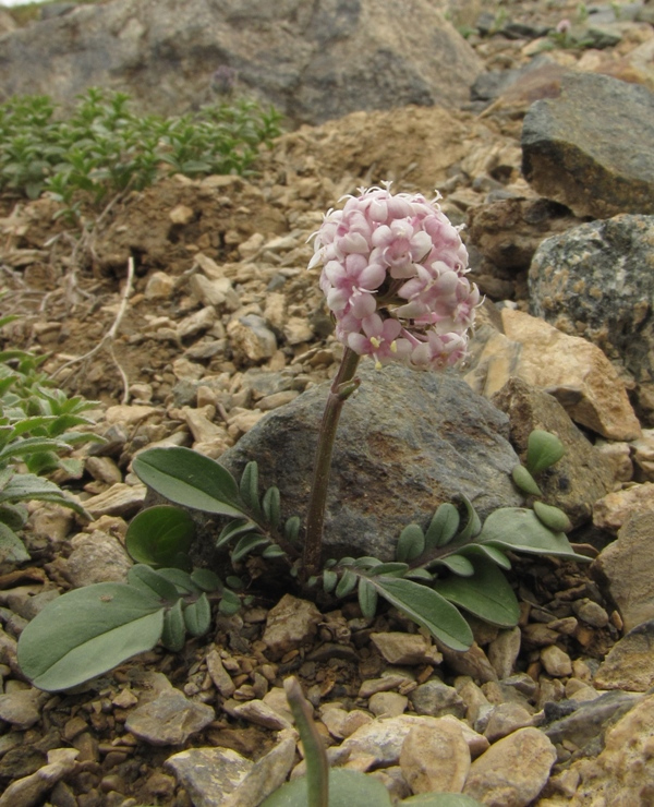 Image of Valeriana petrophila specimen.