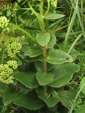 Hylotelephium maximum. Нижняя часть цветущего растения. Нидерланды, провинция Zuid-Holland, остров Goeree-Overflakkee, окрестности населённого пункта Ouddorp, закреплённые приморские дюны. 16 августа 2008 г.