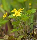 Waldsteinia ternata subspecies maximowicziana. Цветущее растение на крутом склоне речной террасы. Южный Сахалин, Долинский р-н, р. Пуховая. 05.06.2011.