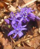 Scilla bifolia. Цветки. Черноморское побережье Кавказа, Новороссийск, окрестности мыса Мысхако, фисташково-дубовое редколесье. 9 марта 2012 г.