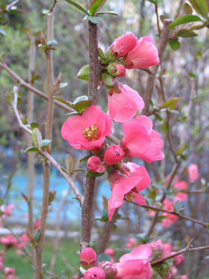 Image of Chaenomeles japonica specimen.