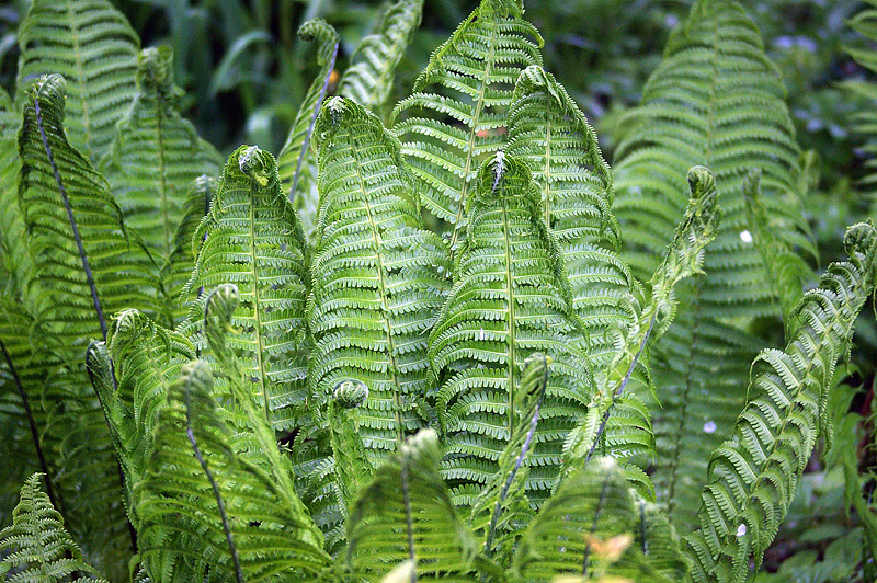 Image of Matteuccia struthiopteris specimen.