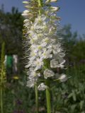 Eremurus himalaicus