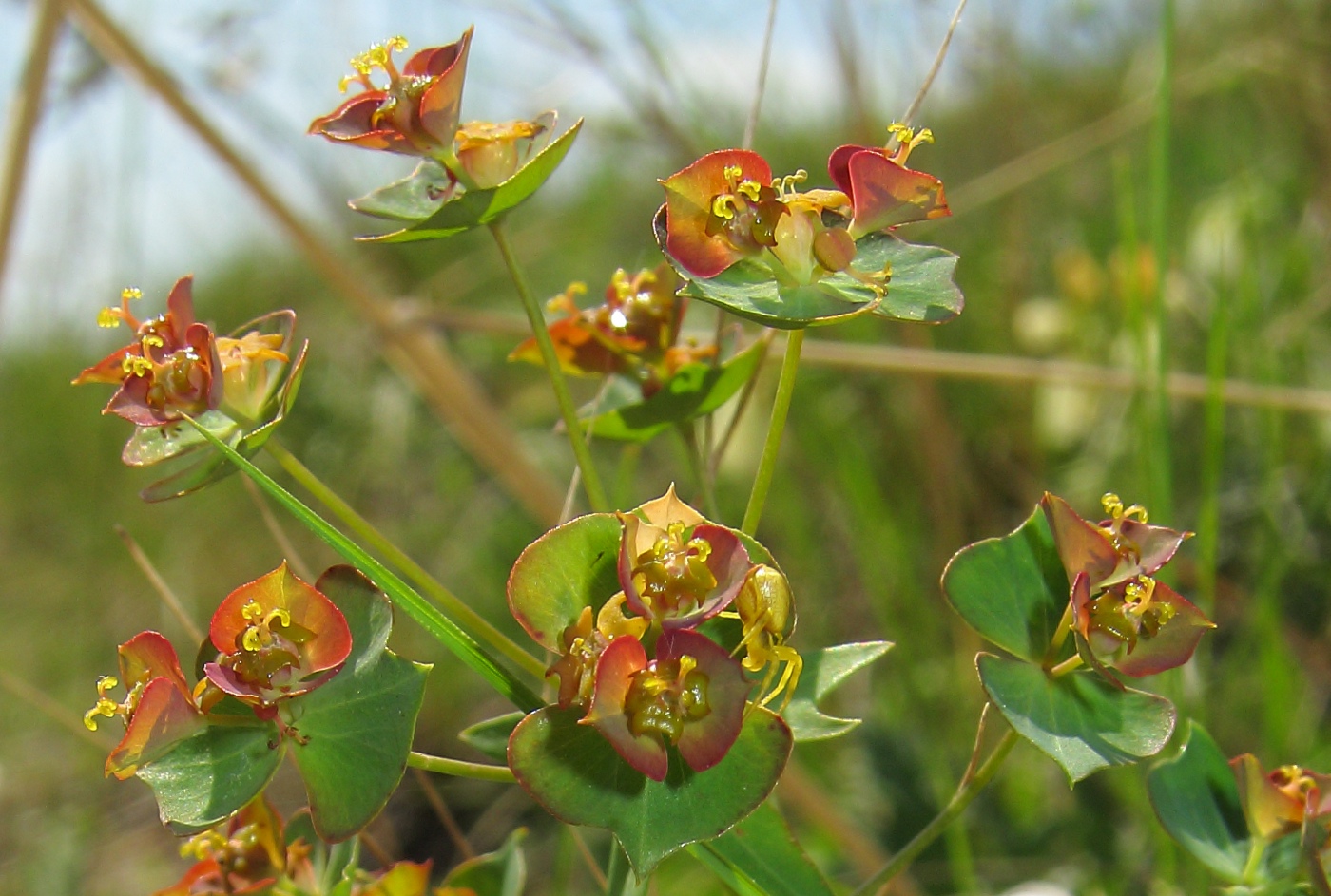 Image of Euphorbia subcordata specimen.