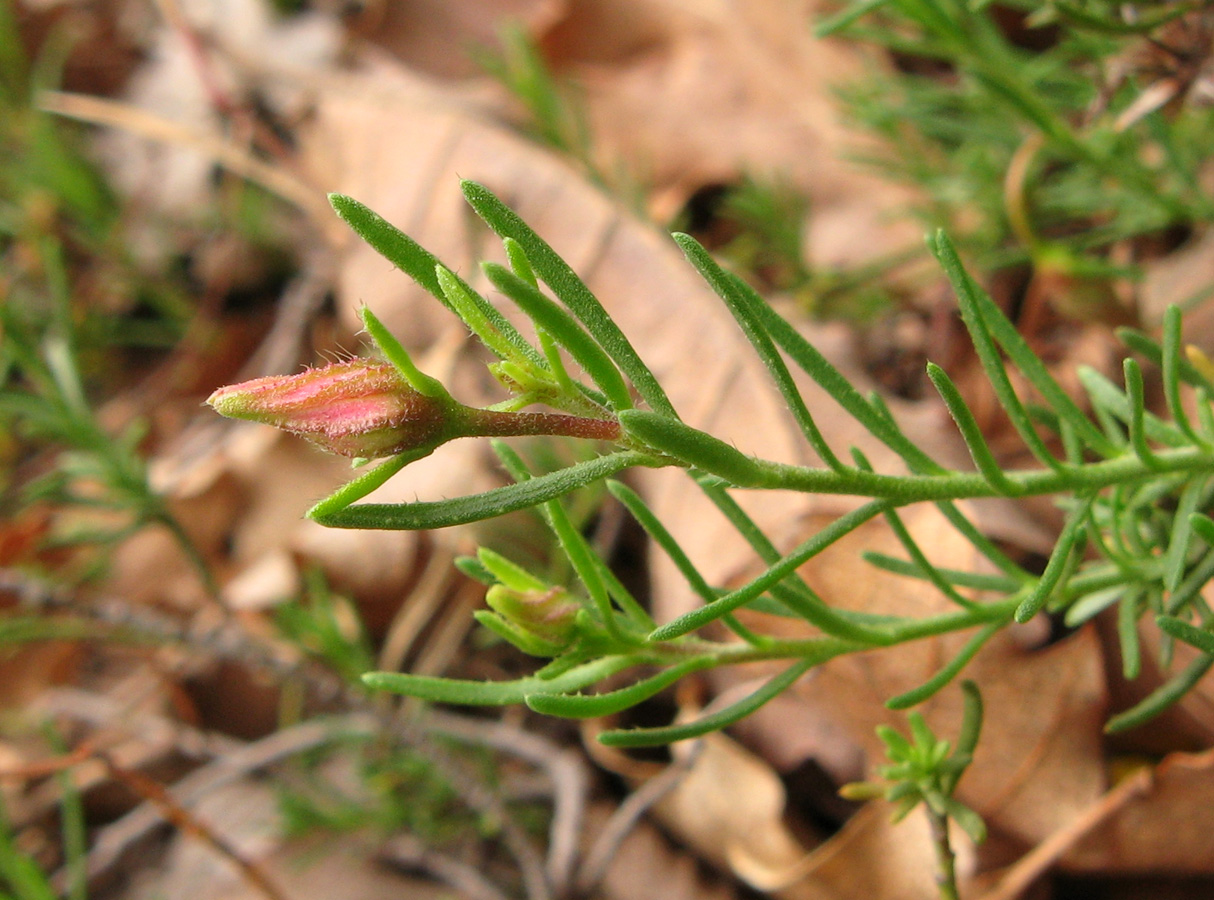 Image of Fumana procumbens specimen.