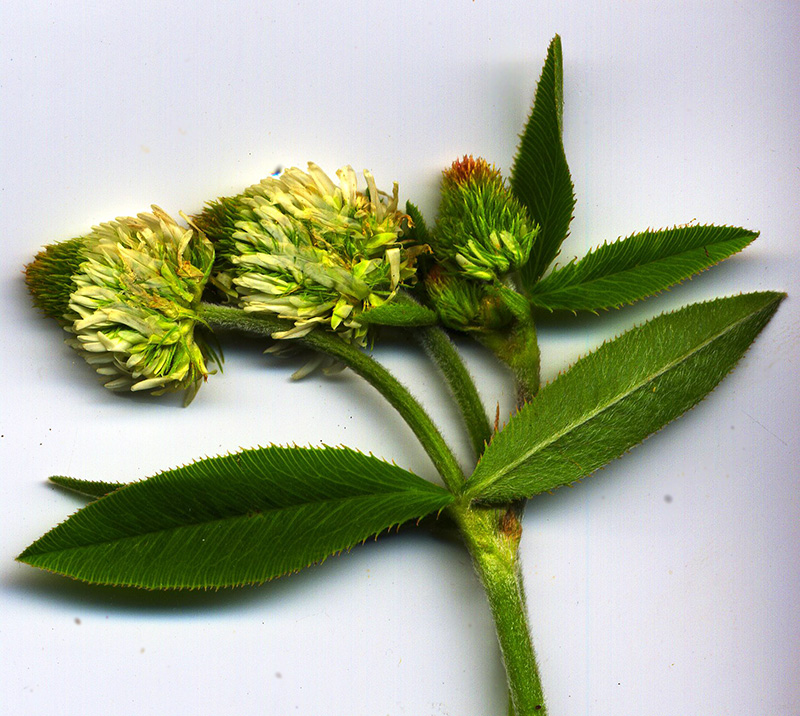 Image of Trifolium montanum specimen.