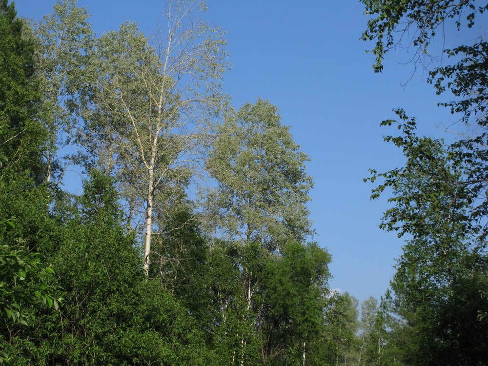 Image of Populus tremula specimen.