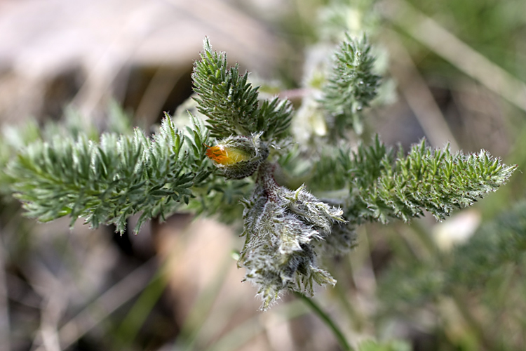 Image of Biebersteinia multifida specimen.