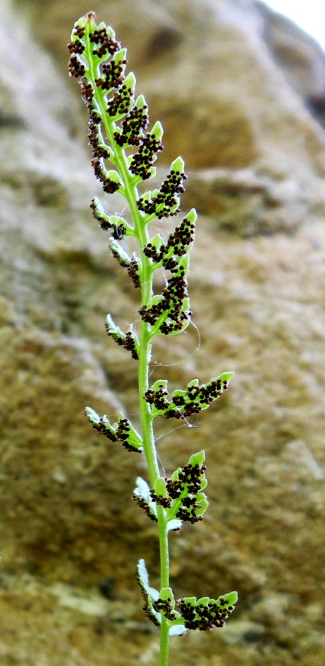 Изображение особи Woodsia pinnatifida.