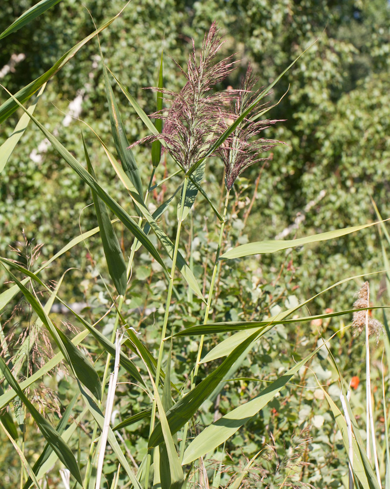 Image of Phragmites australis specimen.