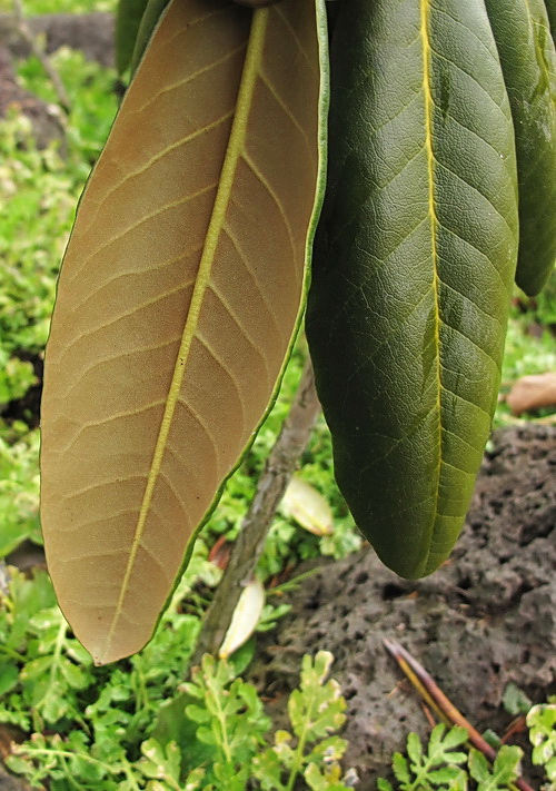 Изображение особи род Rhododendron.