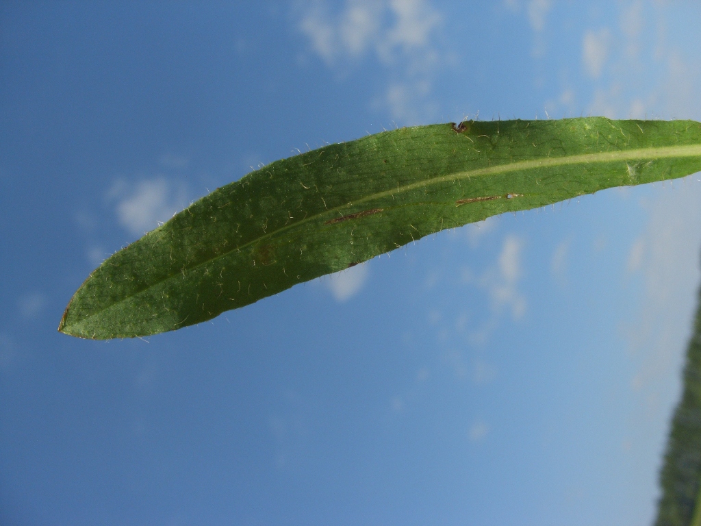 Image of genus Pilosella specimen.