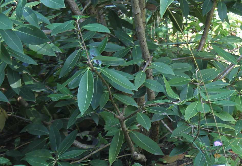 Image of Osmanthus &times; burkwoodii specimen.