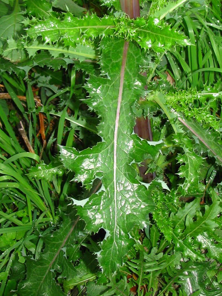 Image of Sonchus asper specimen.