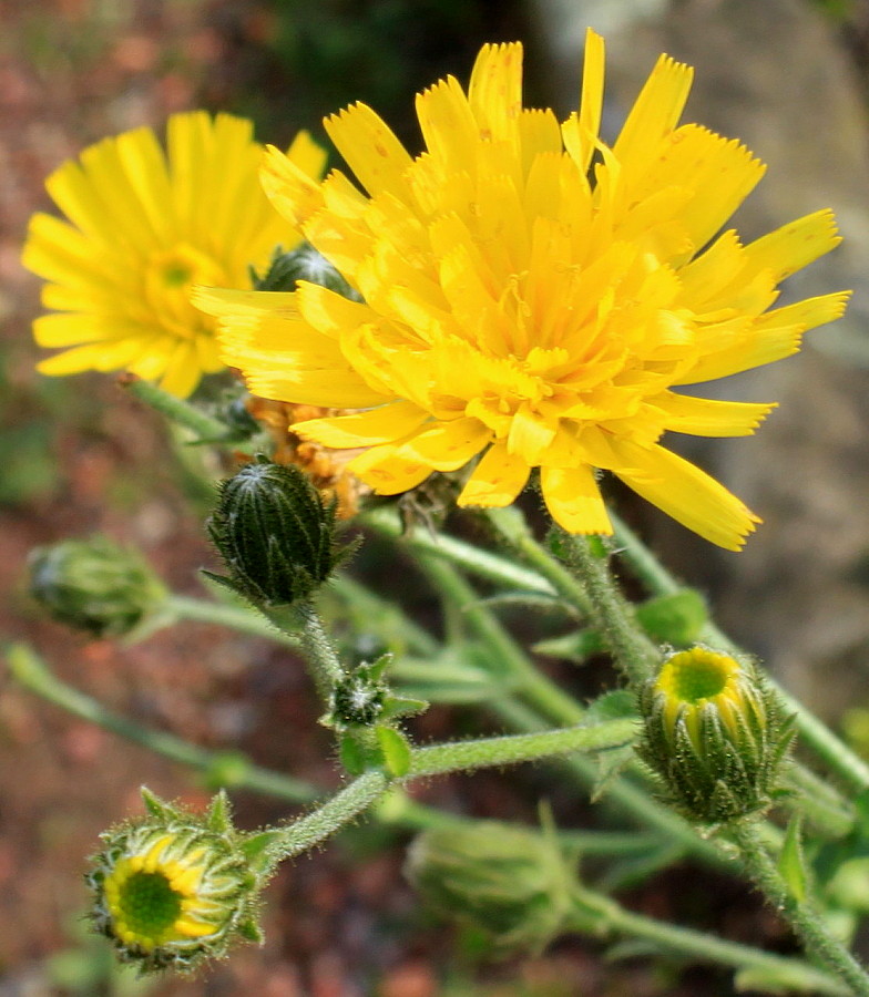 Image of genus Picris specimen.