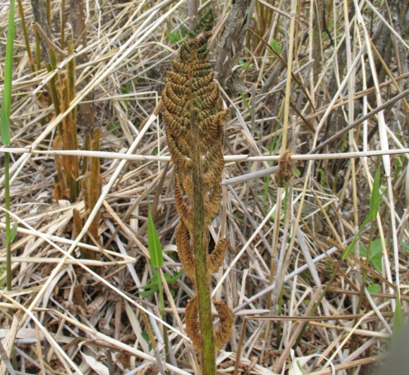 Image of Osmundastrum asiaticum specimen.