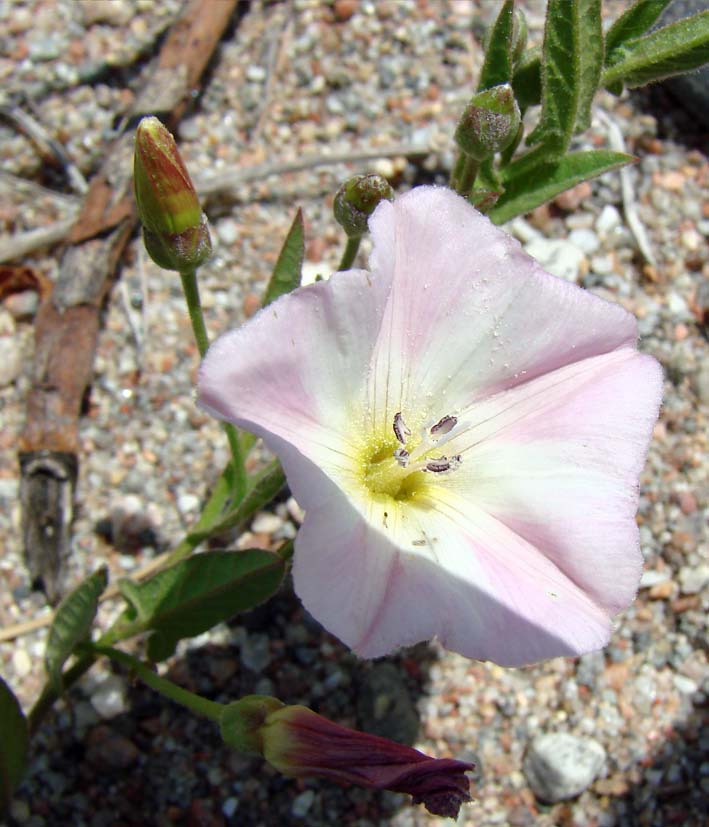 Image of Convolvulus arvensis specimen.