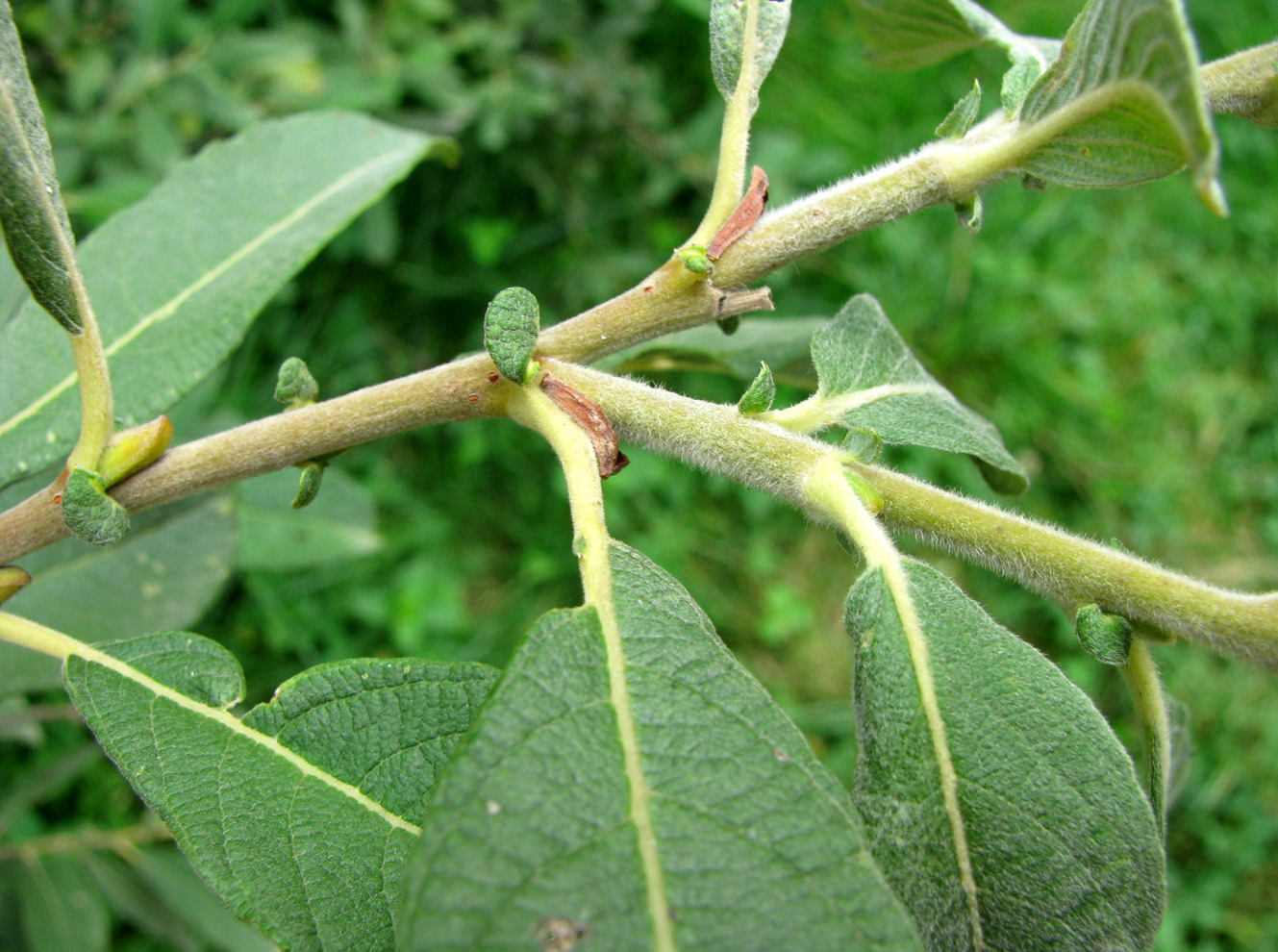 Image of Salix cinerea specimen.