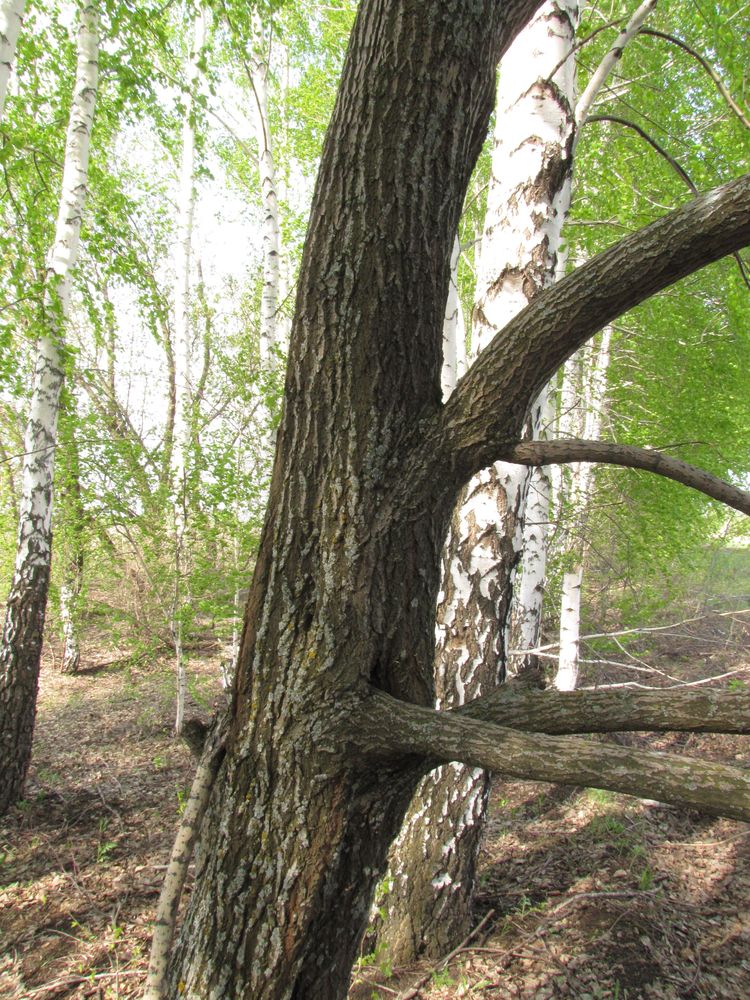 Image of Salix &times; reichardtii specimen.