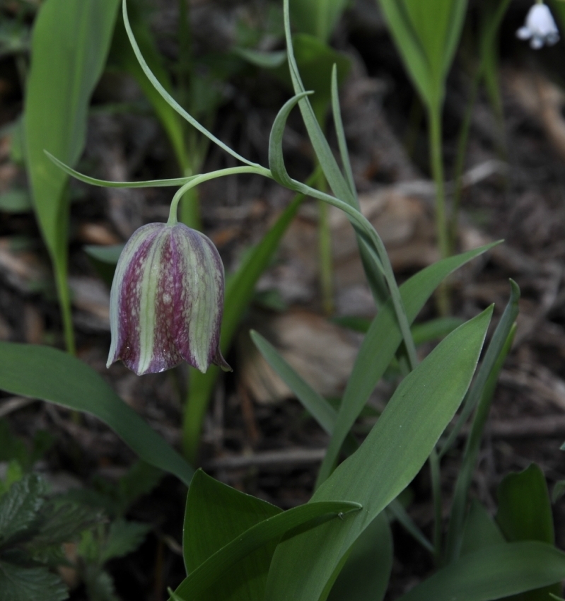 Image of Fritillaria messanensis specimen.