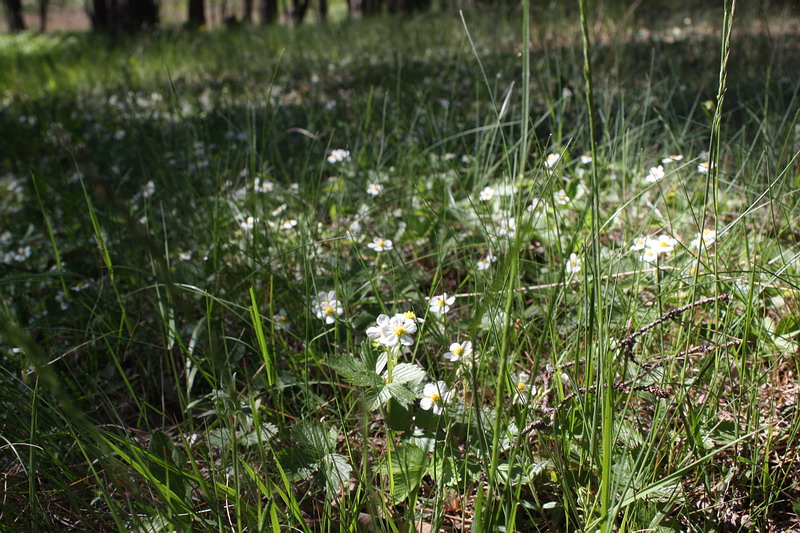 Image of Fragaria vesca specimen.