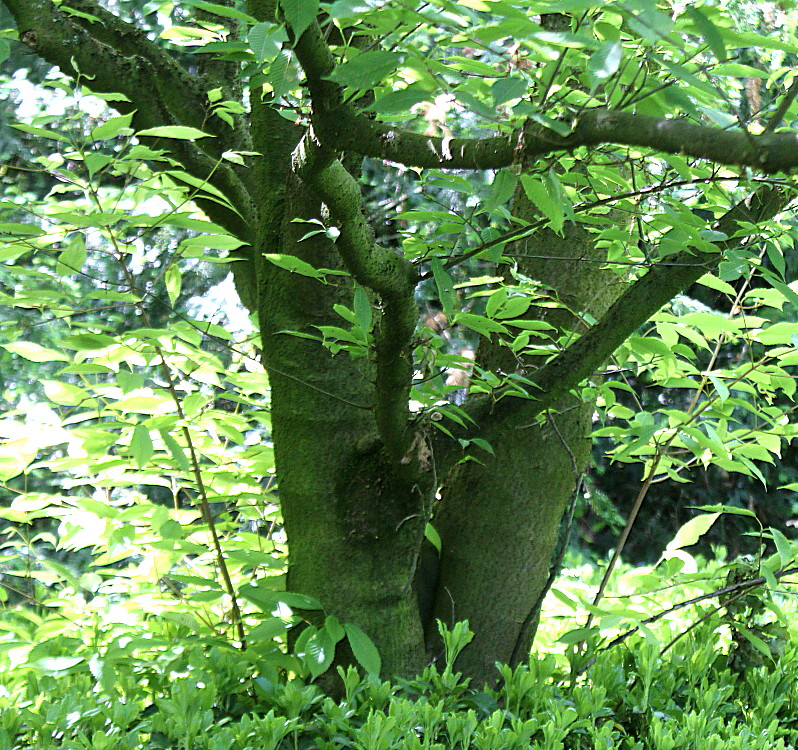 Image of Acer carpinifolium specimen.