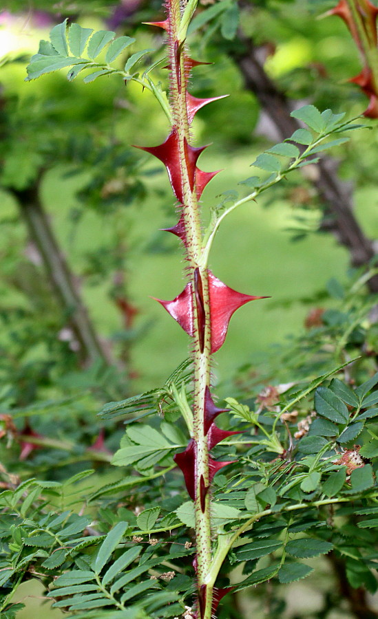 Image of Rosa omeiensis f. pteracantha specimen.