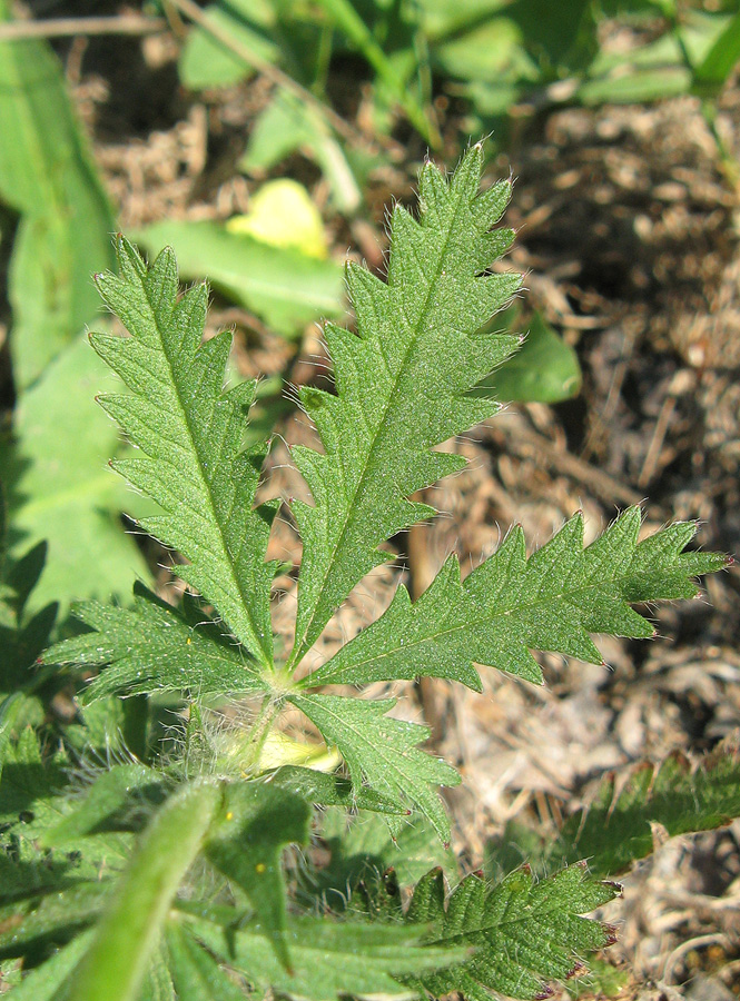 Image of genus Potentilla specimen.