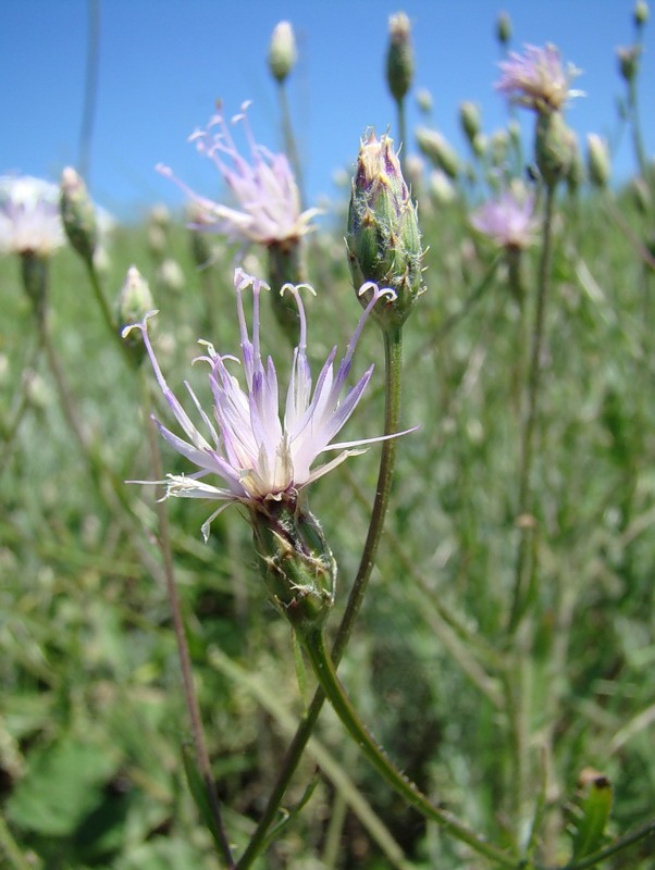 Image of Klasea erucifolia specimen.