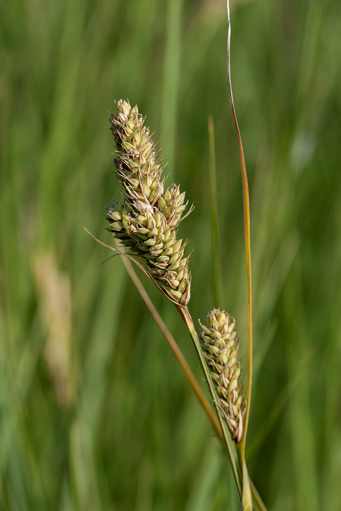 Image of Carex buxbaumii specimen.