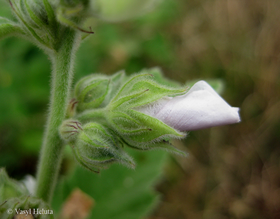 Image of Althaea officinalis specimen.