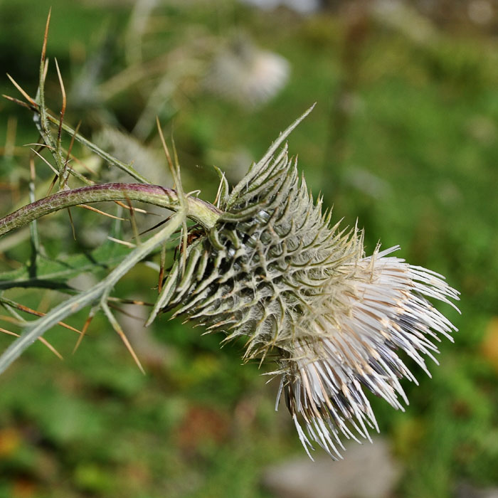 Изображение особи Cirsium chlorocomos.